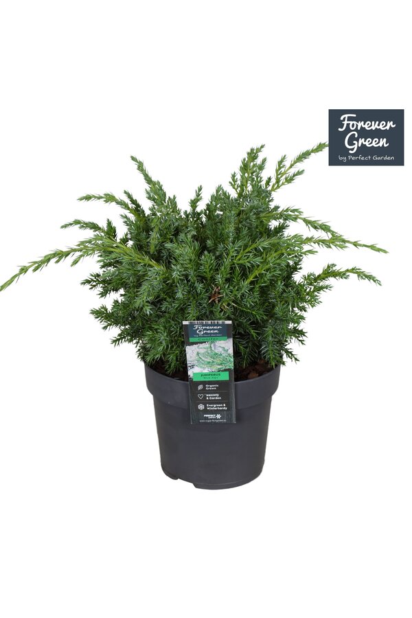 Juniperus chinensis Blue Alps P14