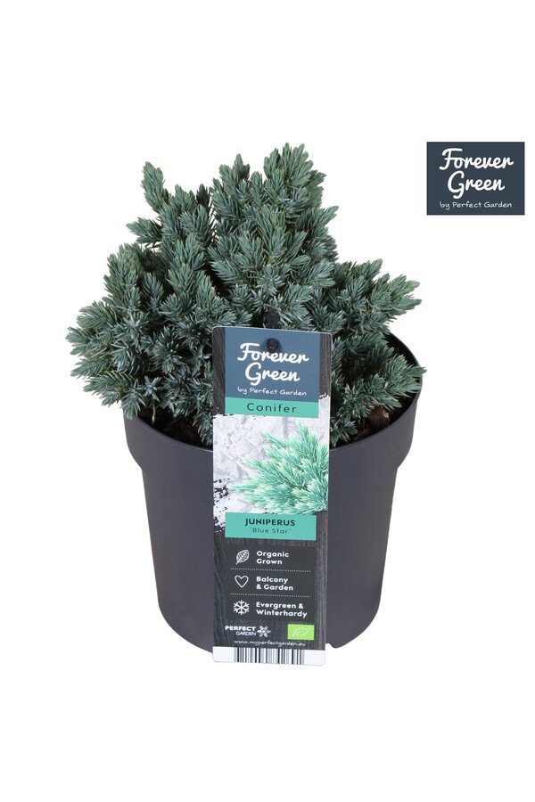 Juniperus squamata Blue Star P14