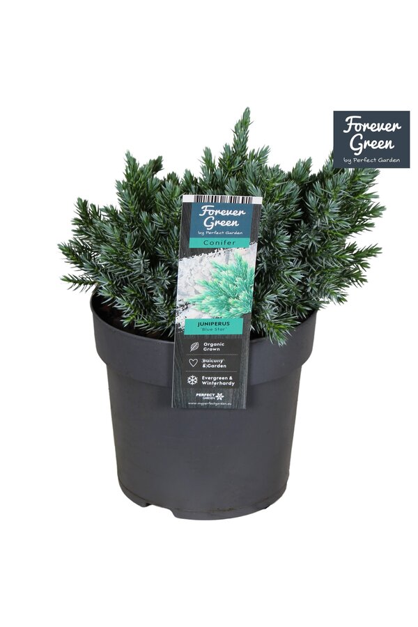 Juniperus squamata Blue Star P14
