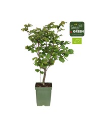 Corylus avellana Pearsons Prolific Bio P23