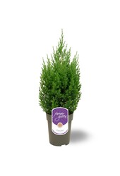 Juniperus chinensis Stricta P15