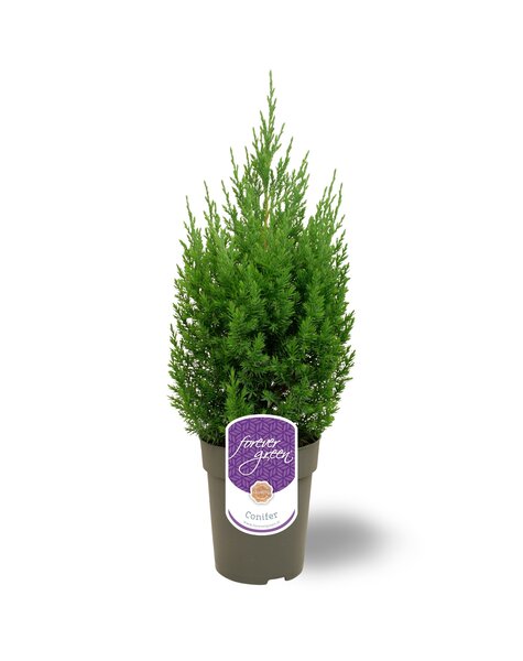 Juniperus chinensis Stricta P15