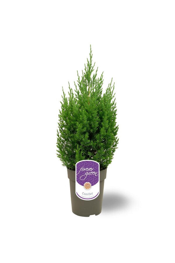 Juniperus chinensis Stricta P15