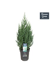 Juniperus chinensis Stricta P15