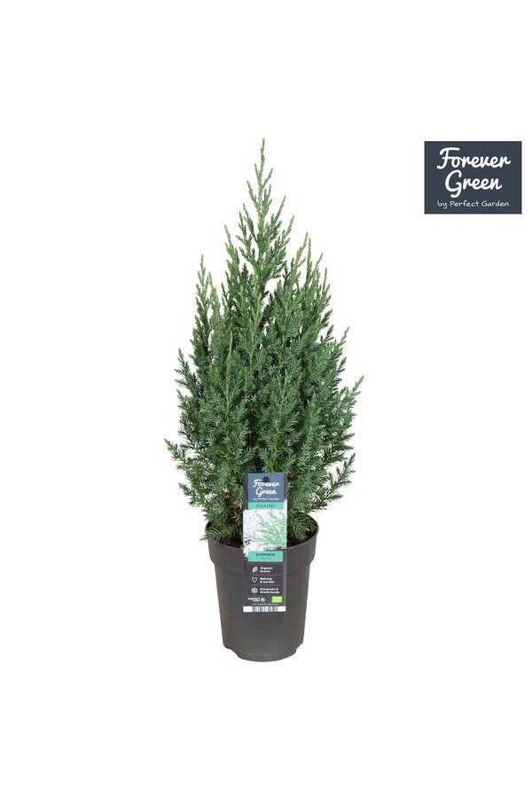 Juniperus chinensis Stricta P15
