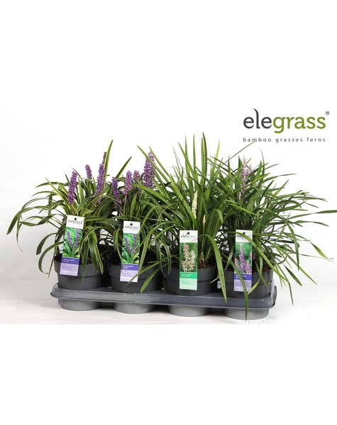 Liriope mix tray P14