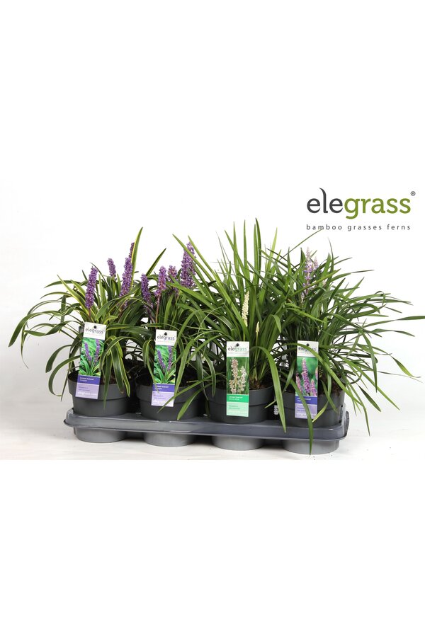 Liriope mix tray P14