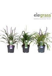 Liriope mix tray P14