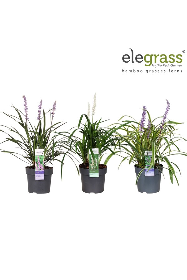 Liriope mix tray P14