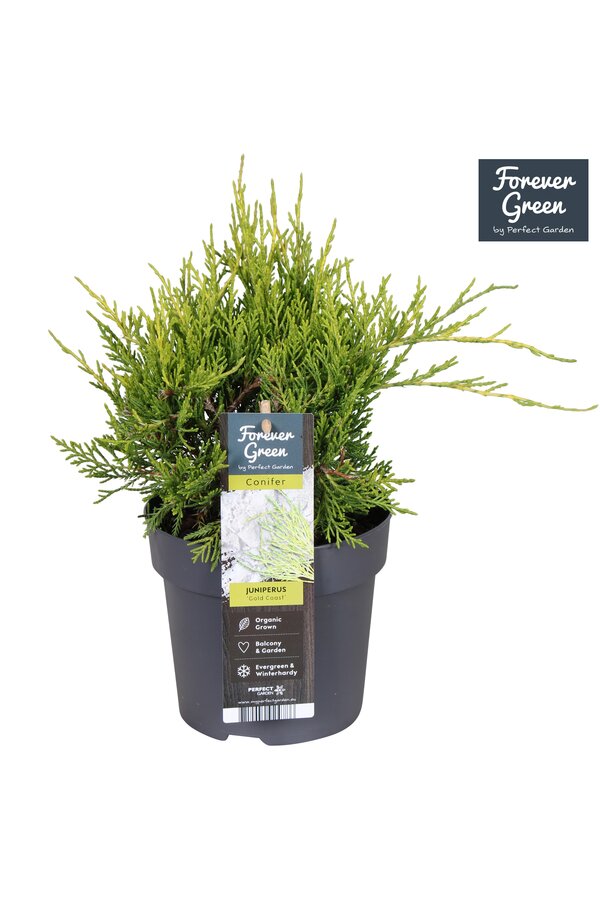 Juniperus pfitzeriana Gold Coast P14