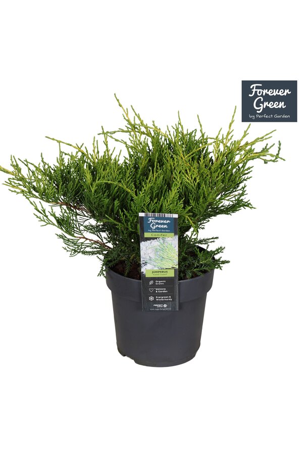 Juniperus pfitzeriana Gold Coast P14