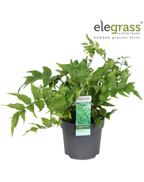 Cyrtomium fortunei Clivicola P14