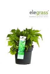 Cyrtomium fortunei Clivicola P14