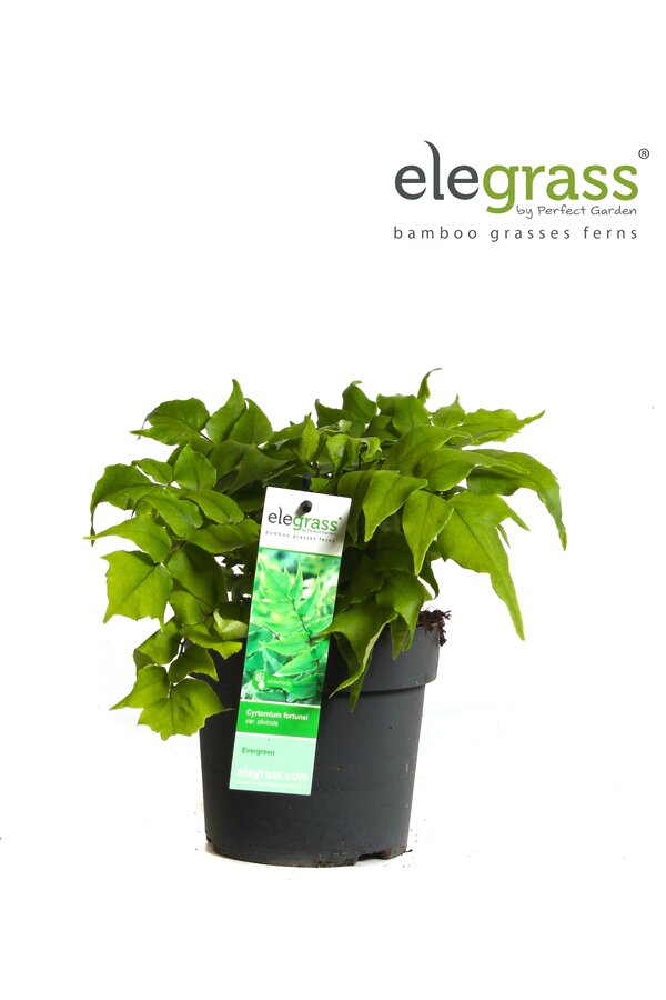 Cyrtomium fortunei Clivicola P14