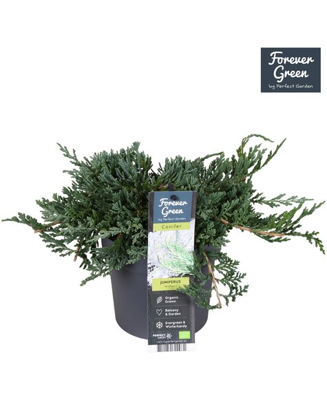 Juniperus horizontalis Wiltonii P14