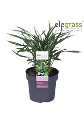 Liriope muscari Royal Purple P19