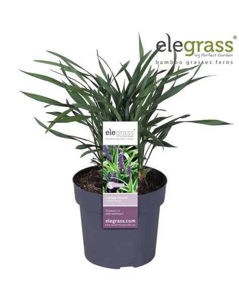 Liriope muscari Royal Purple P19