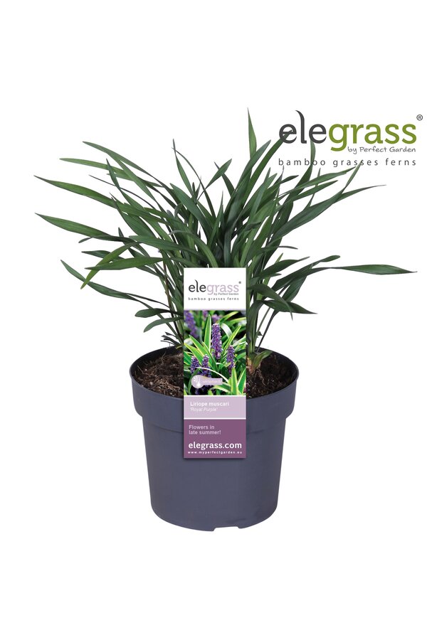 Liriope muscari Royal Purple P19