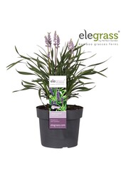Liriope muscari Royal Purple P19