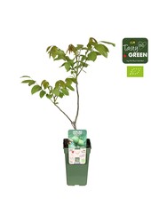 Juglans Regia Bio P19