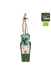 Lonicera kamtschatica Duet Bio P15