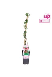 Lonicera periclymenum Serotina P15