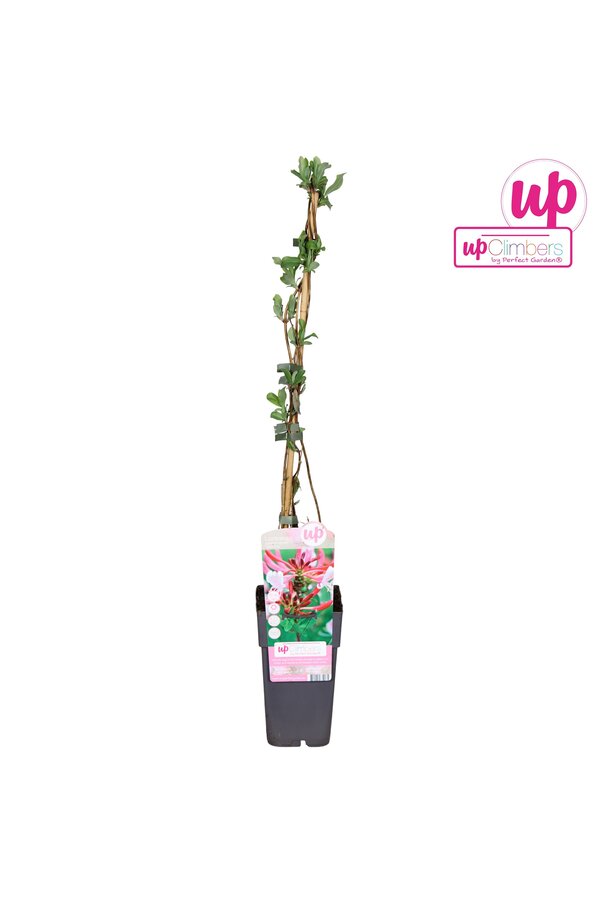 Lonicera periclymenum Serotina P15