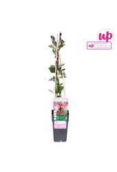 Lonicera periclymenum Serotina P15