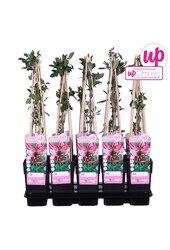 Lonicera periclymenum Serotina P15