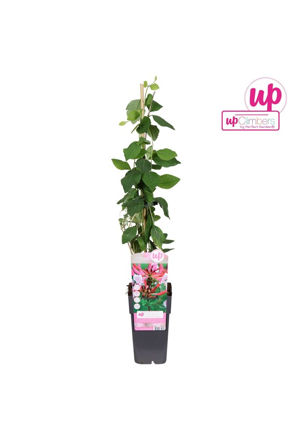 Lonicera periclymenum Serotina P15