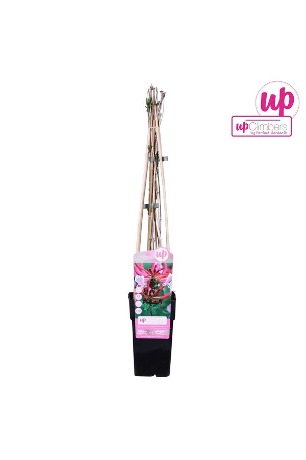 Lonicera periclymenum Serotina P15