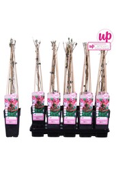 Lonicera periclymenum Serotina P15