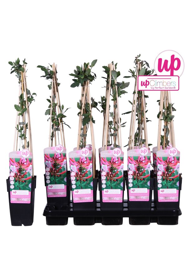 Lonicera periclymenum Serotina P15