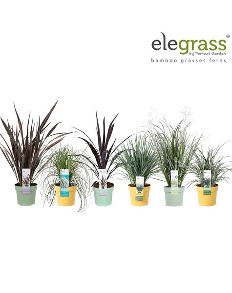 Grassen mix tray - Elegrass Super-Easy-Care P19