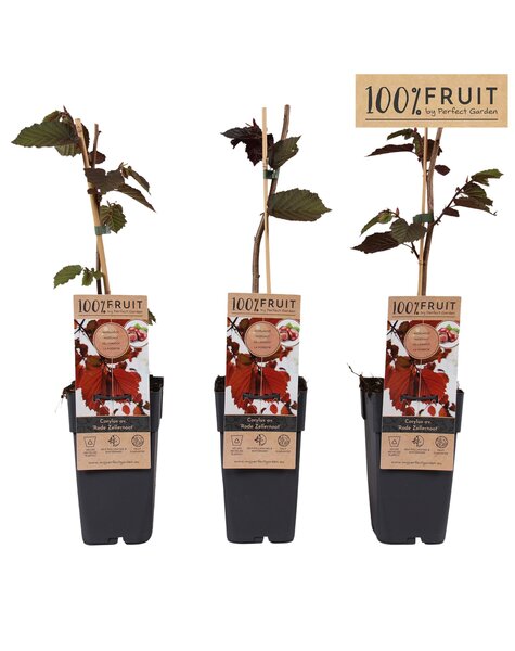 Corylus Rode Zellernoot P15