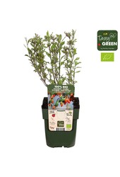 Lycium barbarum Princess Tao® Bio P13