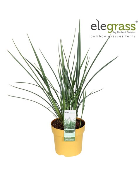 Dianella Coolvista P14