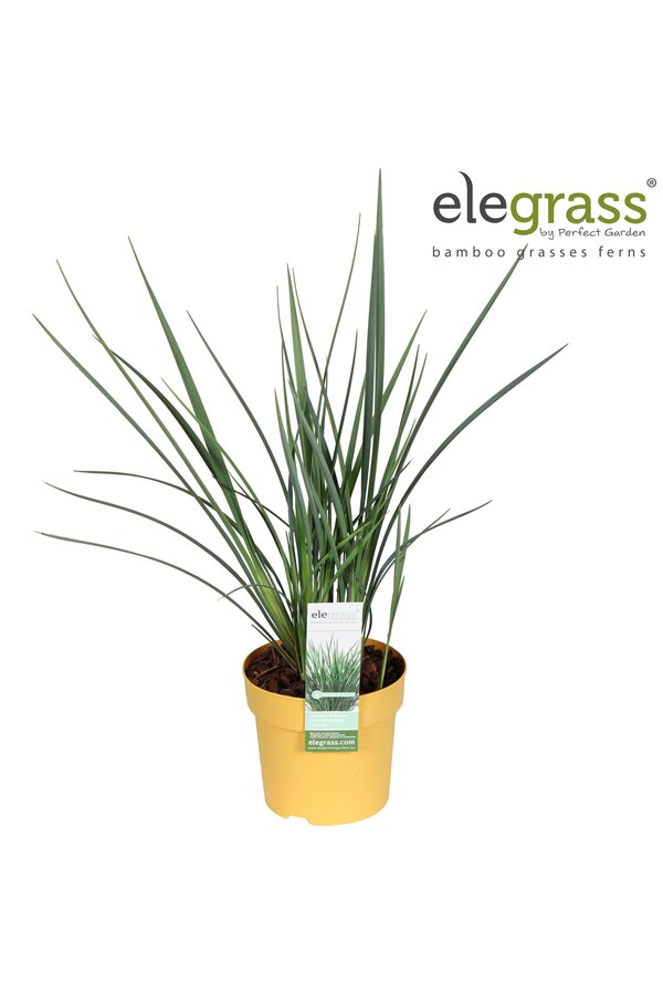 Dianella Coolvista P14