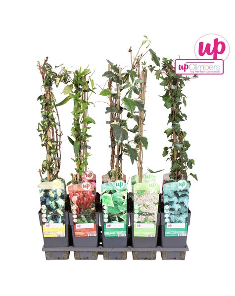 Klimplanten mix tray standaard P15