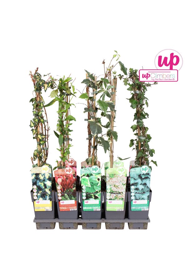 Klimplanten mix tray standaard P15