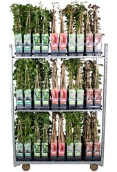 Klimplanten mix tray standaard P15