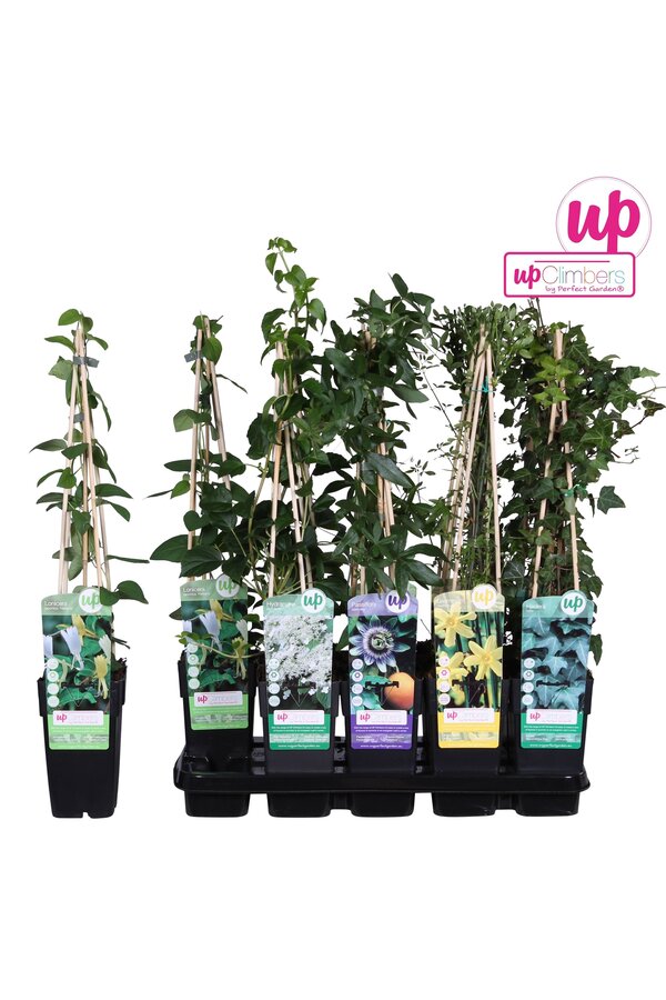 Klimplanten mix tray standaard P15