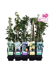 Klimplanten mix tray standaard P15