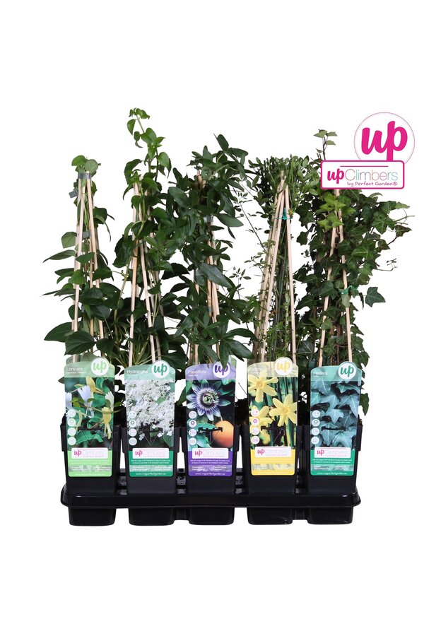 Klimplanten mix tray standaard P15