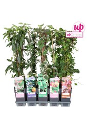 Klimplanten mix tray standaard P15