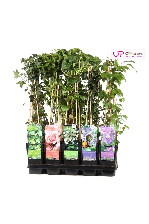 Klimplanten mix tray compleet P15