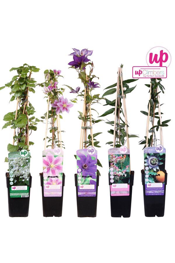 Klimplanten mix tray compleet P15