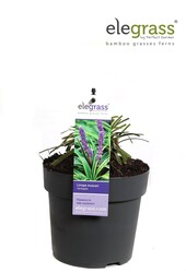 Liriope muscari Variegata P14