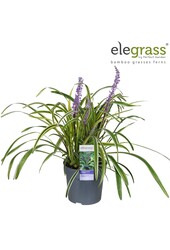 Liriope muscari Variegata P14