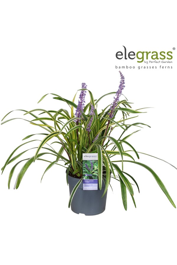 Liriope muscari Variegata P14